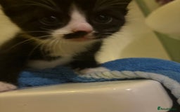 Mixed Breed cats for sale: Kittens ready now  - Image 4
