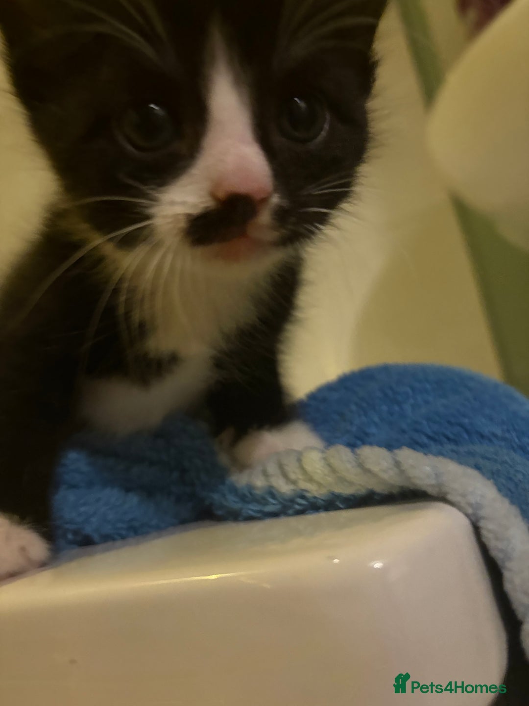 Mixed Breed cats for sale: Kittens ready now  - Image 4