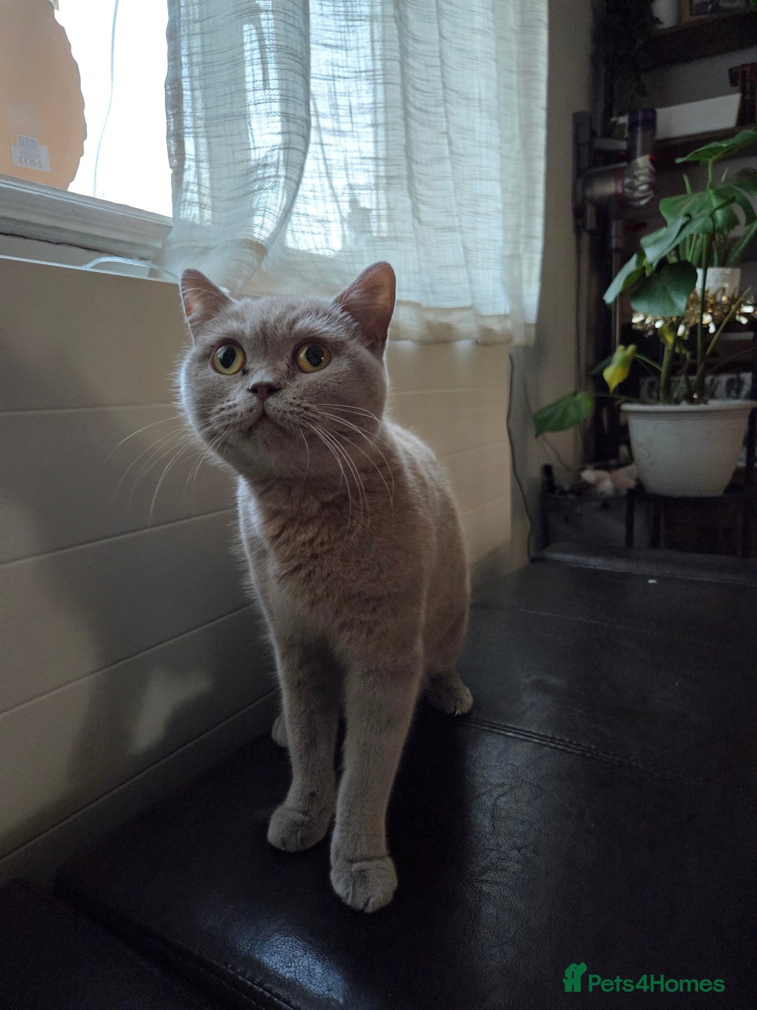 British Shorthair cats for sale: Adorable 4 pure breed kittens for sale - Advert 8