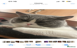 British Shorthair cats for sale: Odd eyed British shorthair male for sale  - Advert 2