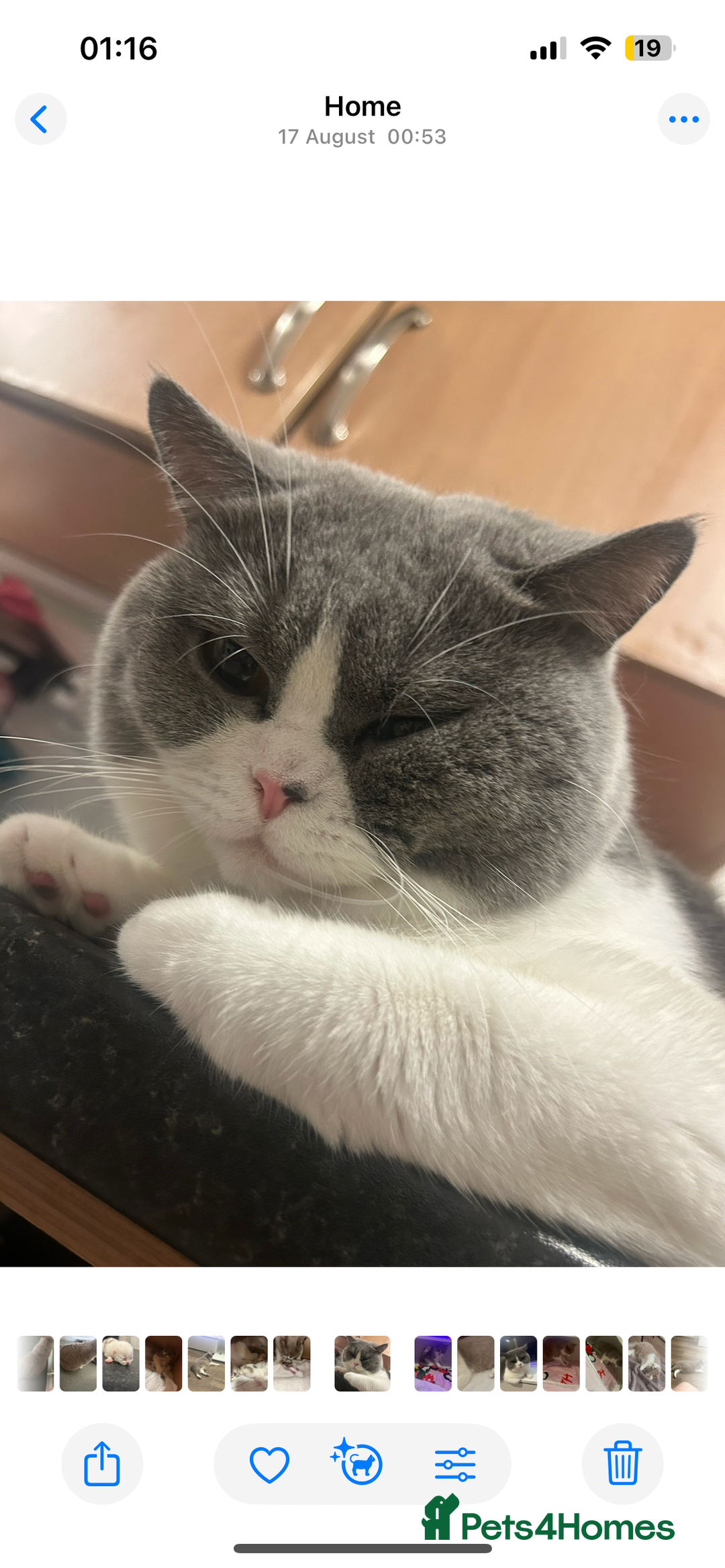 British Shorthair cats for sale: Odd eyed British shorthair male for sale  - Advert 2
