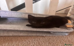 Mixed Breed cats for sale: 2 lovely half bengal girls ready now! - Image 9