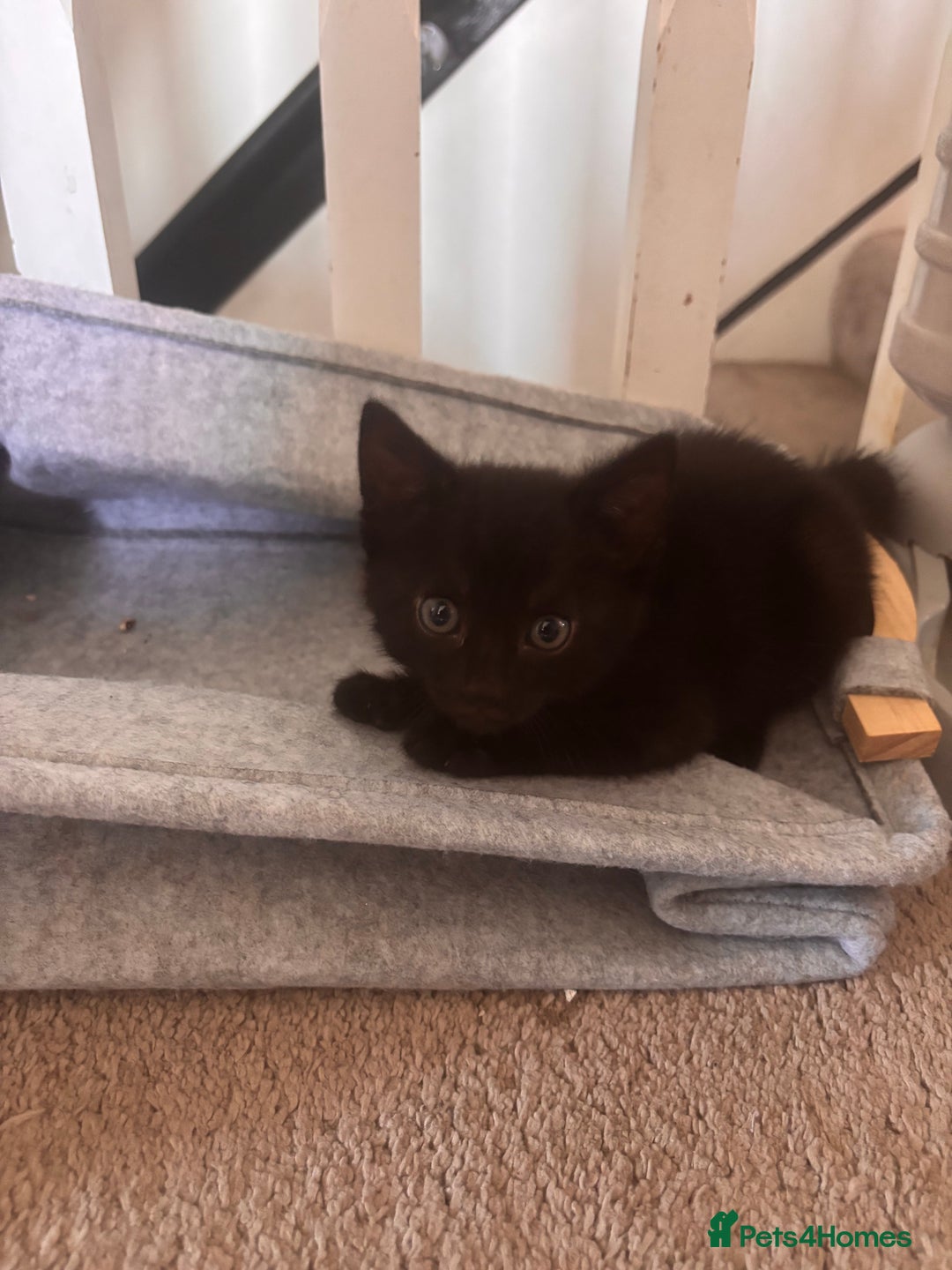 Mixed Breed cats for sale: 2 lovely half bengal girls ready now! - Image 9