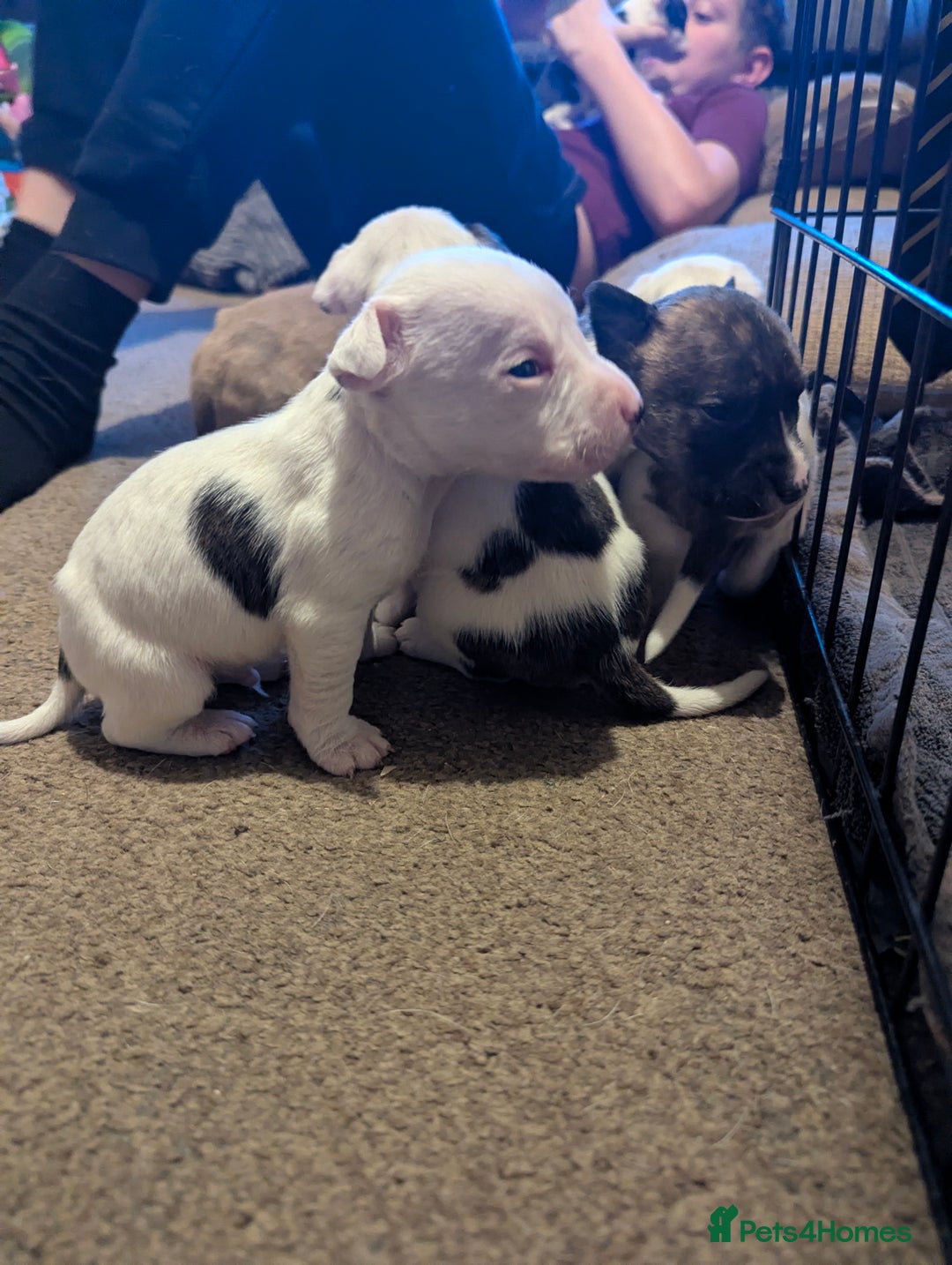 English Bull Terrier dogs for sale: 7 gorgeous EBT x puppies - Advert 10