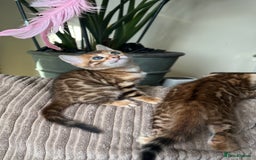 Bengal cats for sale: TICA Bengal kittens for sale . 🐱 - Image 7