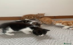 Mixed Breed cats for sale: 5 cute kittens for sale  - Image 12