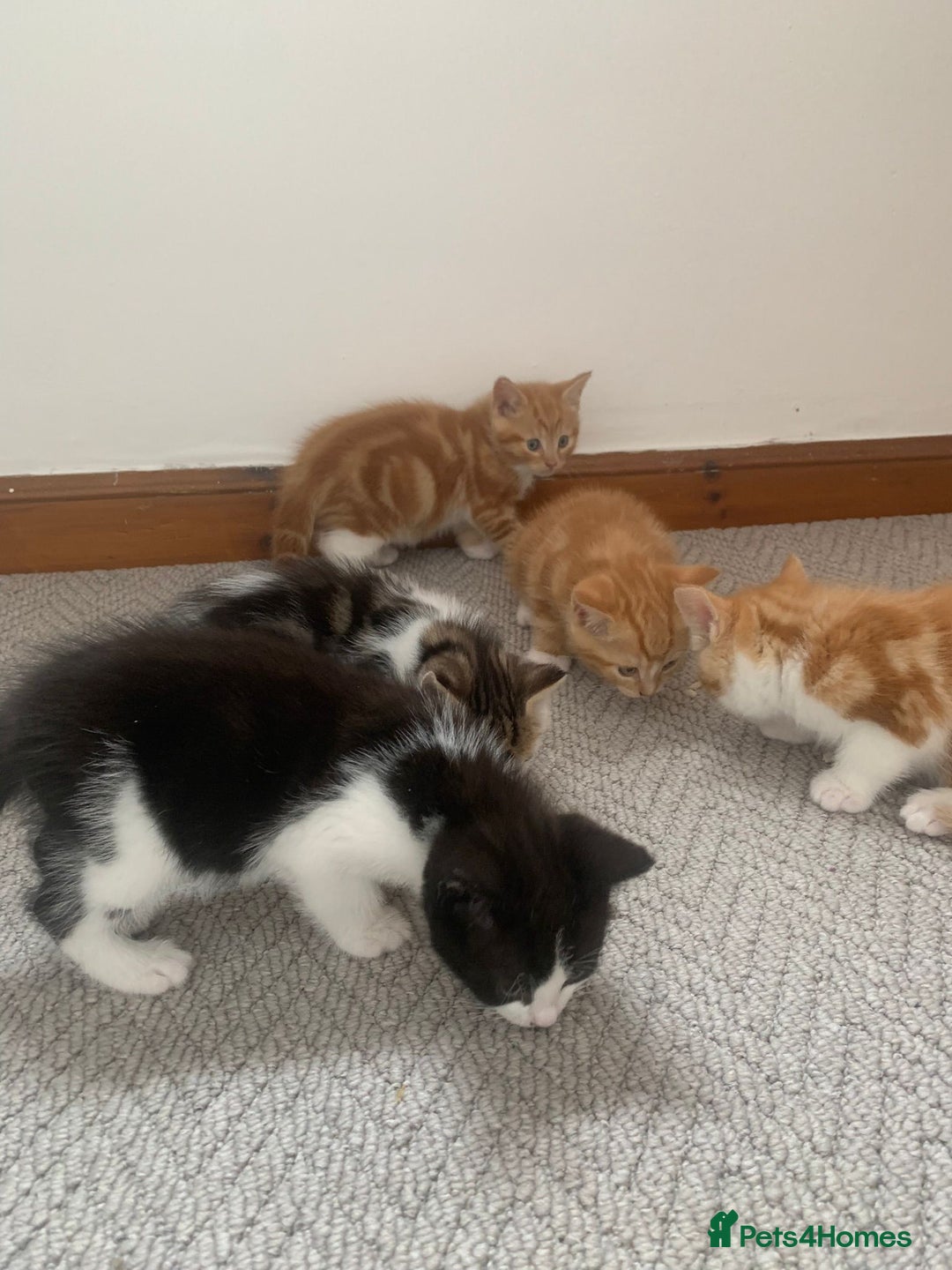 Mixed Breed cats for sale: 5 cute kittens for sale  - Image 12