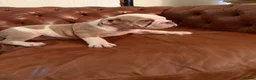 Olde English Bulldogge dogs for sale: Olde English Bulldogge  - Advert 8