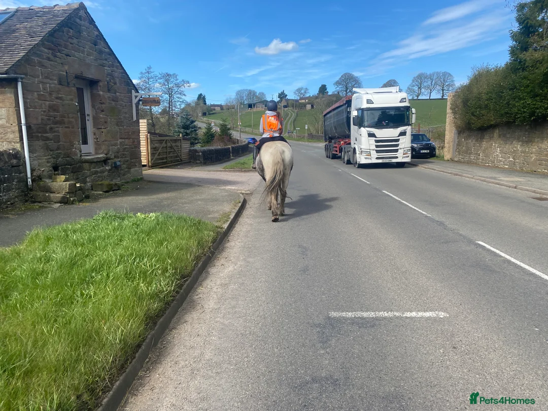 Irish Cob horses for sale: FOR LOAN 15.1 heavy cob gelding - Advert 2