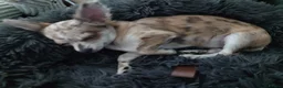 Chihuahua dogs for sale: Chihuahua girl blue+lilac merle on cream 5m - Advert 7