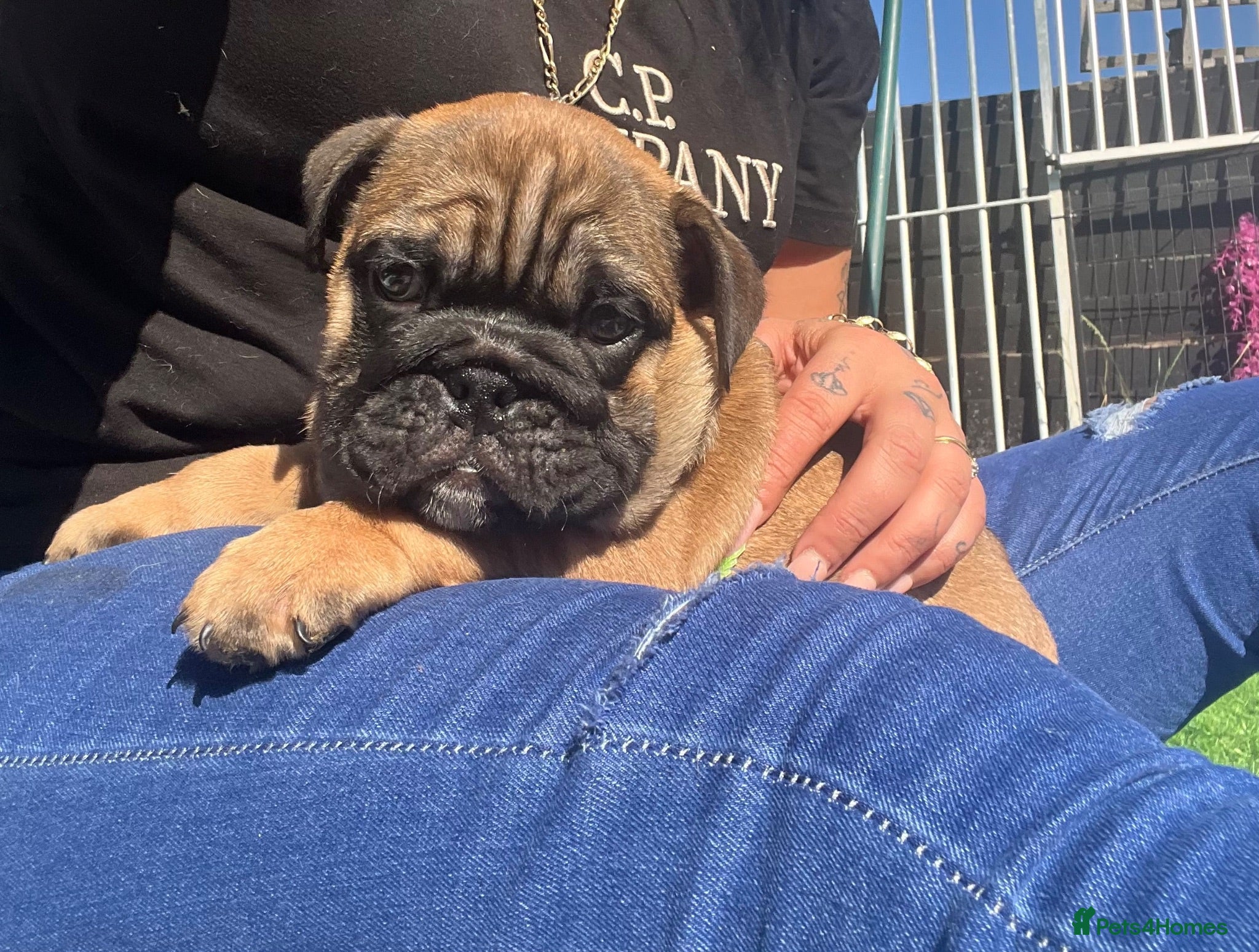 English Bulldog dogs Quality English bulldogs - Advert 2