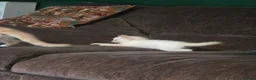 Maine Coon cats for sale: 3 mainceoon ragdoll boys, including 1 poly - Advert 10