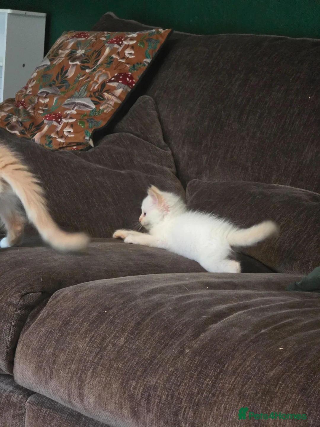 Maine Coon cats for sale: 3 mainceoon ragdoll boys, including 1 poly - Advert 10