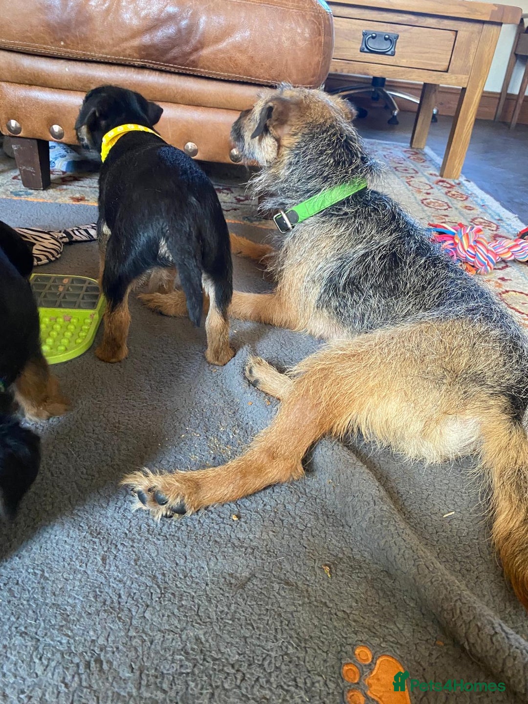 Border Terrier dogs for sale: Cheeky Little Border Terrier Puppies - Image 13