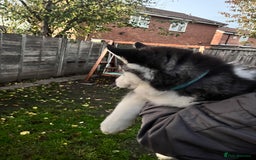 Siberian Husky dogs for sale: Siberian husky puppies available - Image 6