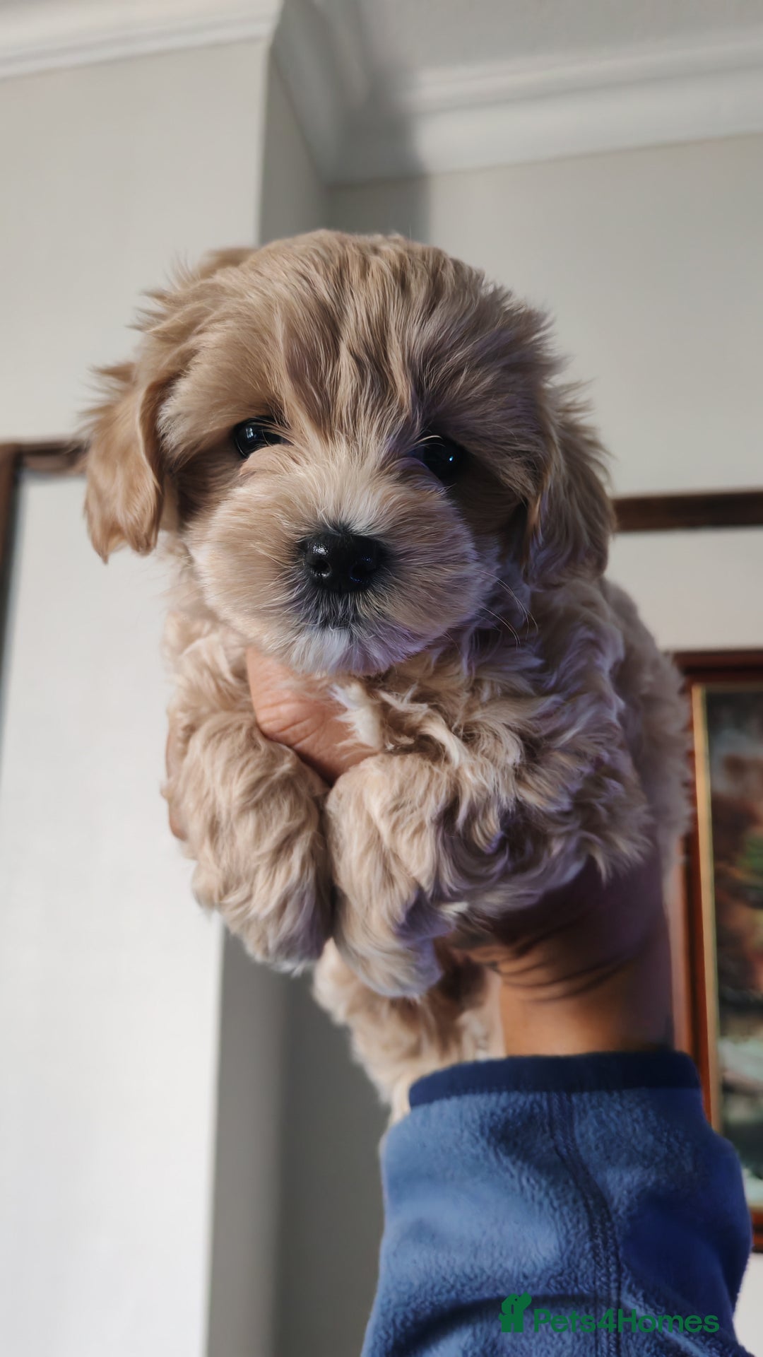 Maltipoo dogs for sale: Stunning Maltipoo Puppies - Image 7