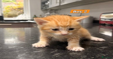 Bengal cats - Advert 16