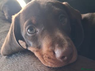 Dachshund dogs Mini dachshund for sale - Advert 3