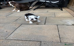 Olde English Bulldogge dogs for sale: Last 2 baby girls left  - Image 26
