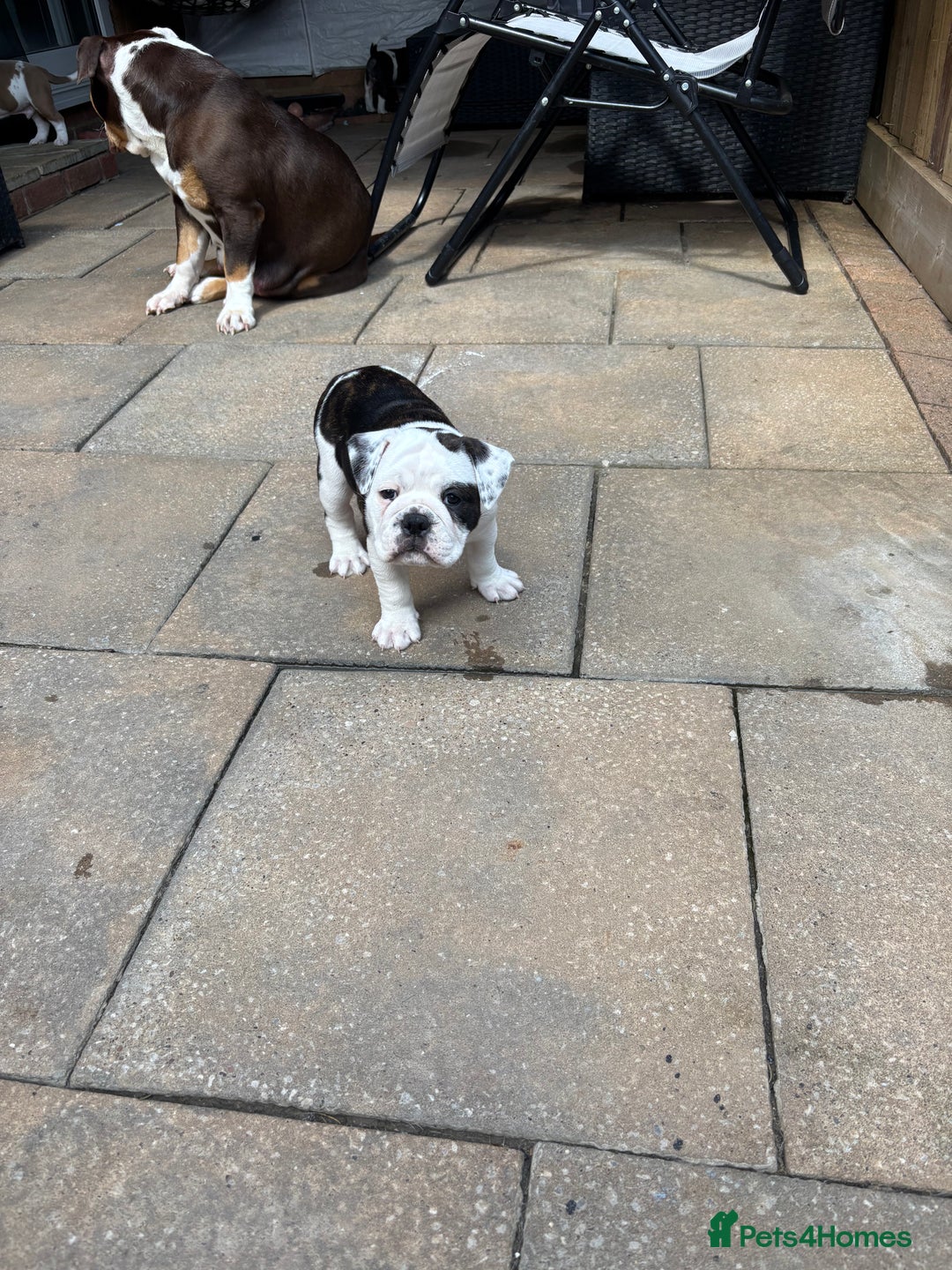 Olde English Bulldogge dogs for sale: Last 2 baby girls left  - Image 26
