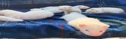 Ferret rodents for sale: Albino Ferret kits for sale  - Advert 10