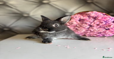 Netherland Dwarf rabbits - Advert 10