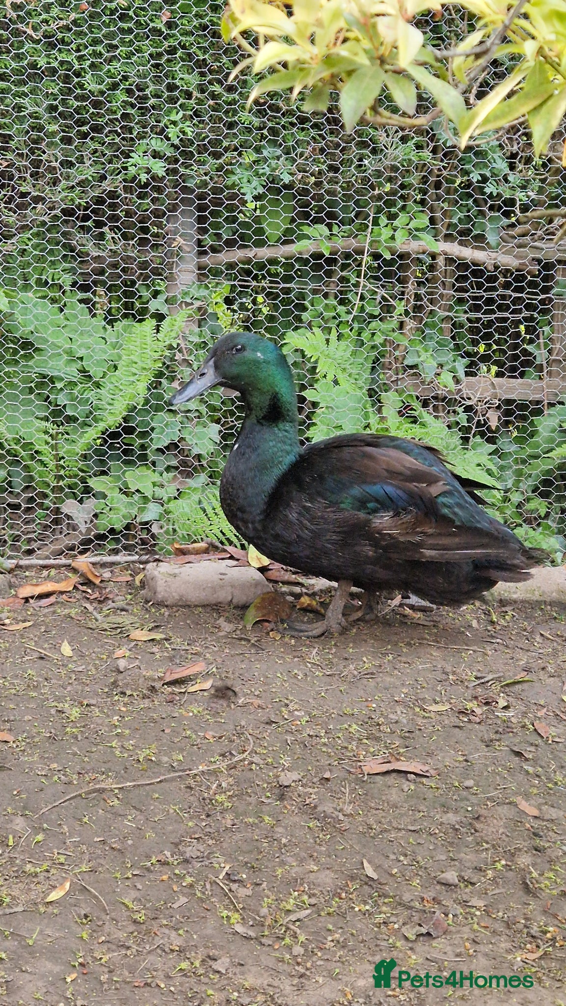Ducks poultry Cayuga drake - Advert 10