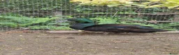 Ducks poultry for sale: Cayuga drake - Advert 1