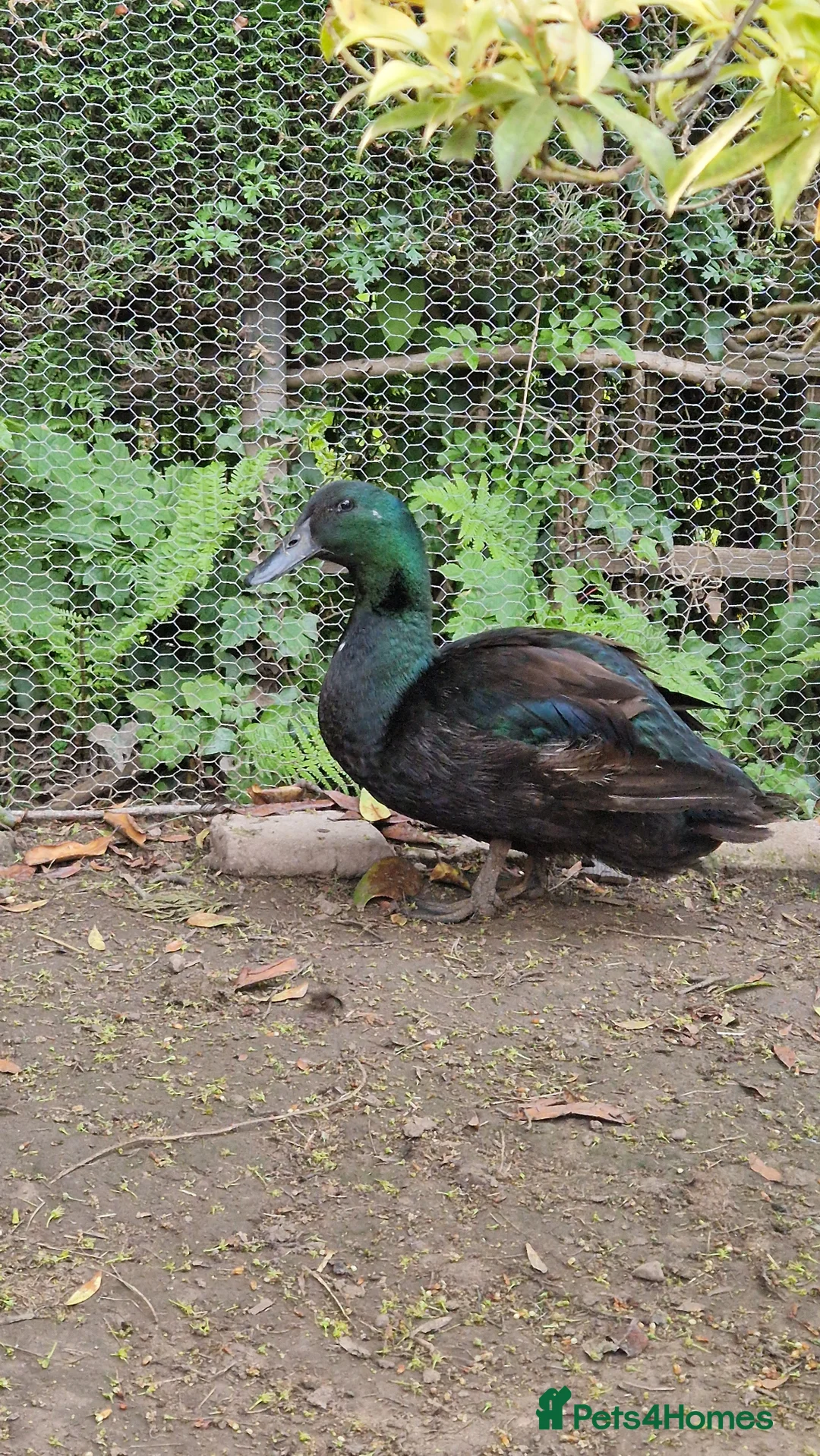 Ducks poultry for sale: Cayuga drake - Advert 1