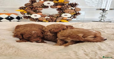 Cavapoo dogs - Advert 5