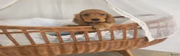 Cocker Spaniel dogs for sale: Golden and Black working type cocker spaniels - Advert 9