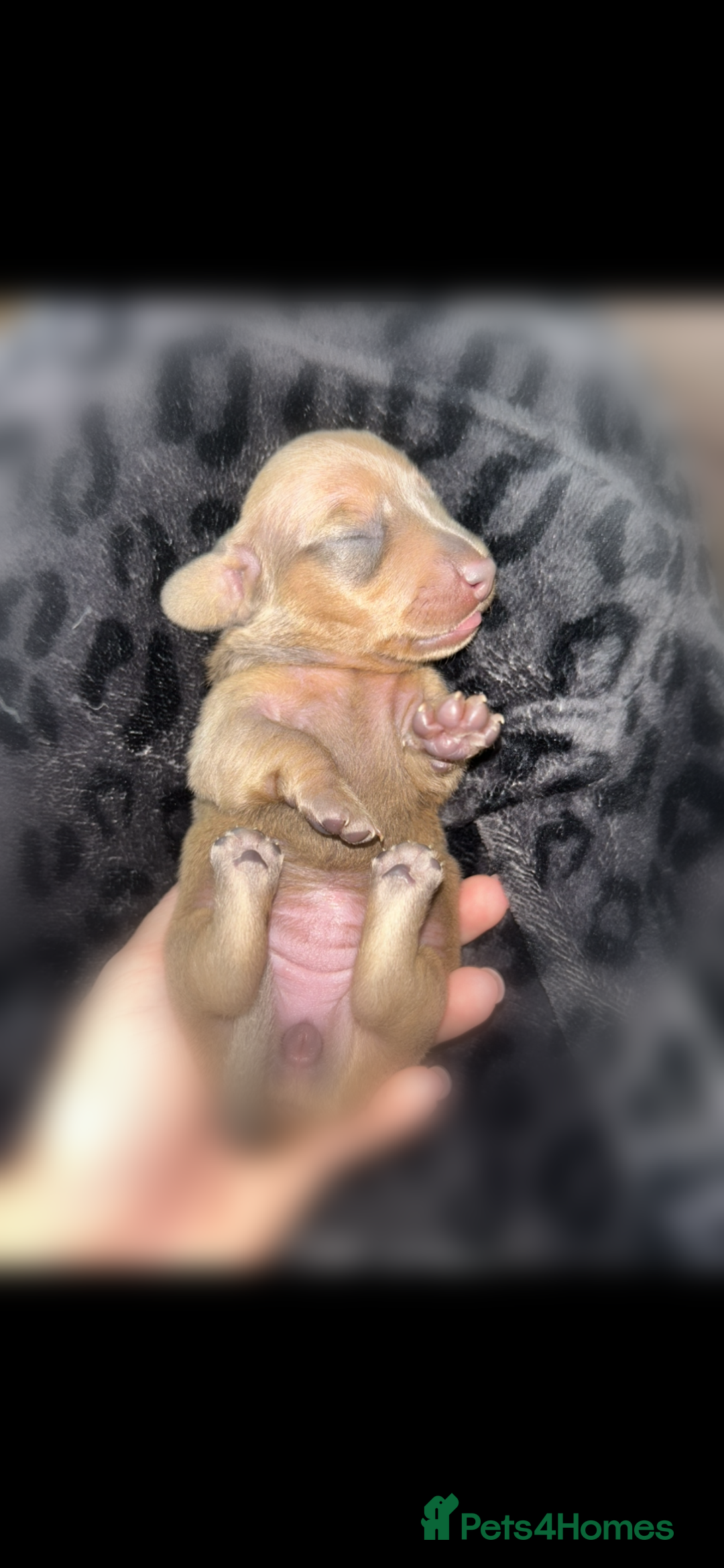 Miniature Dachshund dogs for sale: Tiny miniature kc dachshunds  - Image 7