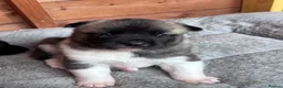 Akita dogs for sale: Chunky akita puppies for sale. - Advert 2