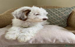 Double Doodle dogs for sale: Gorgeous Australian Double Doodle Pups - Image 11