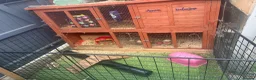 Guinea Pig rodents for sale: Two male bonded guinea pigs - Advert 1