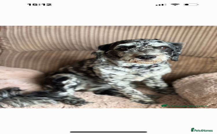 Mixed Breed dogs - Advert 8