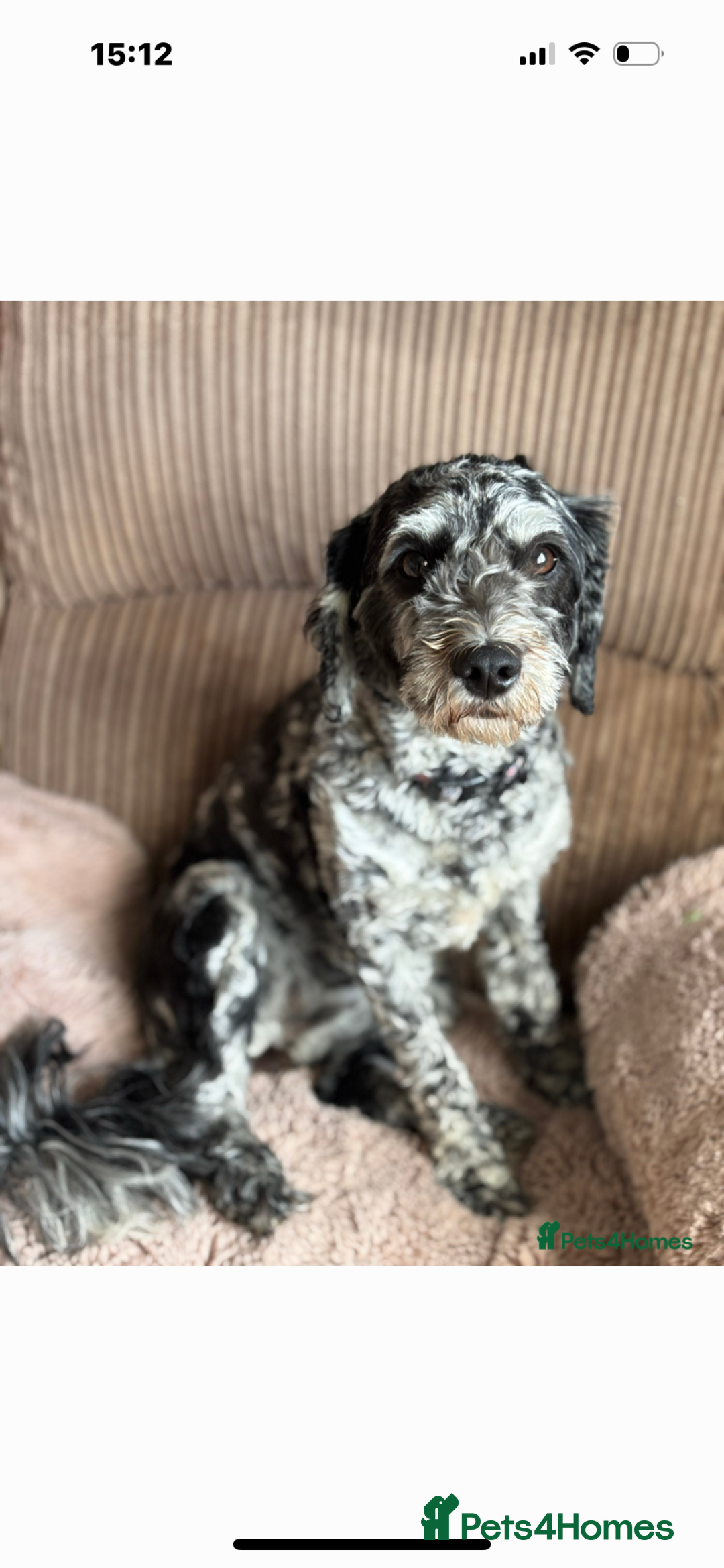 Mixed Breed dogs for sale: Cockapoo cross cavapoo pups  - Image 1