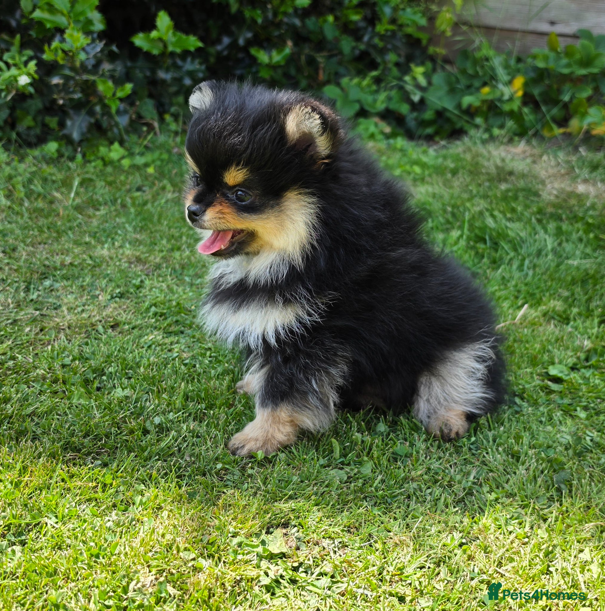 Pomeranian dogs for sale: Pomeranian puppies home raised  - Advert 19