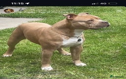 Mixed Breed dogs for sale: Bruno - American Bulldog x Staffy 1.5 years  - Advert 11