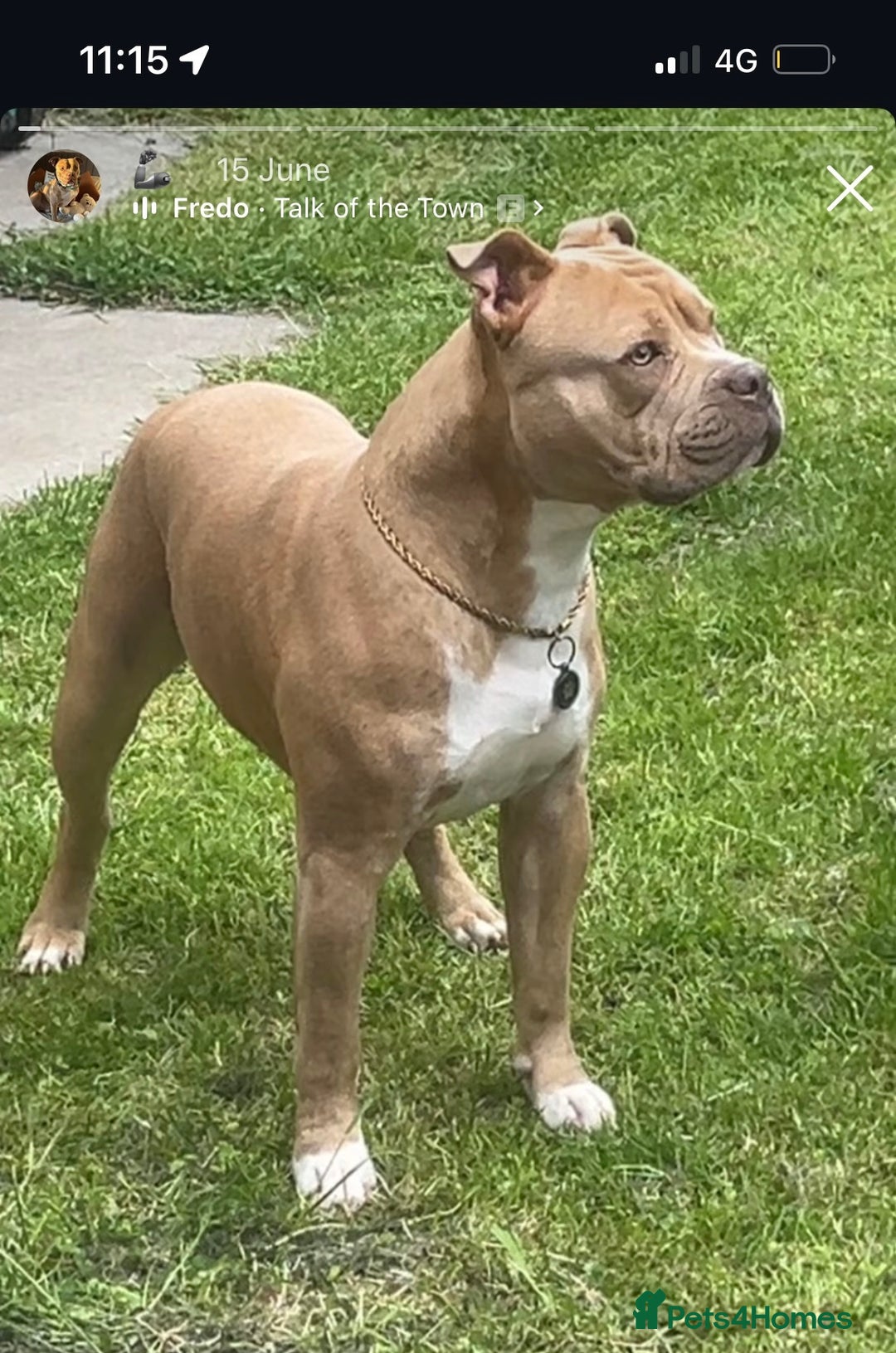 Mixed Breed dogs for sale: Bruno - American Bulldog x Staffy 1.5 years  - Advert 11