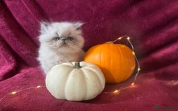 Persian cats for sale: 2 ULTRA AFFECTIONATE COLOURPOINT PERSIAN KITTENS  - Image 17