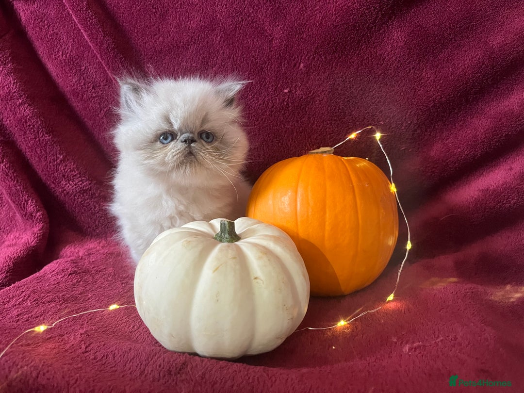 Persian cats for sale: 2 ULTRA AFFECTIONATE COLOURPOINT PERSIAN KITTENS  - Image 17