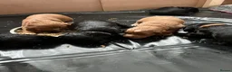 Sprocker dogs for sale: Sprocker Spaniel Puppies For Sale - Advert 9