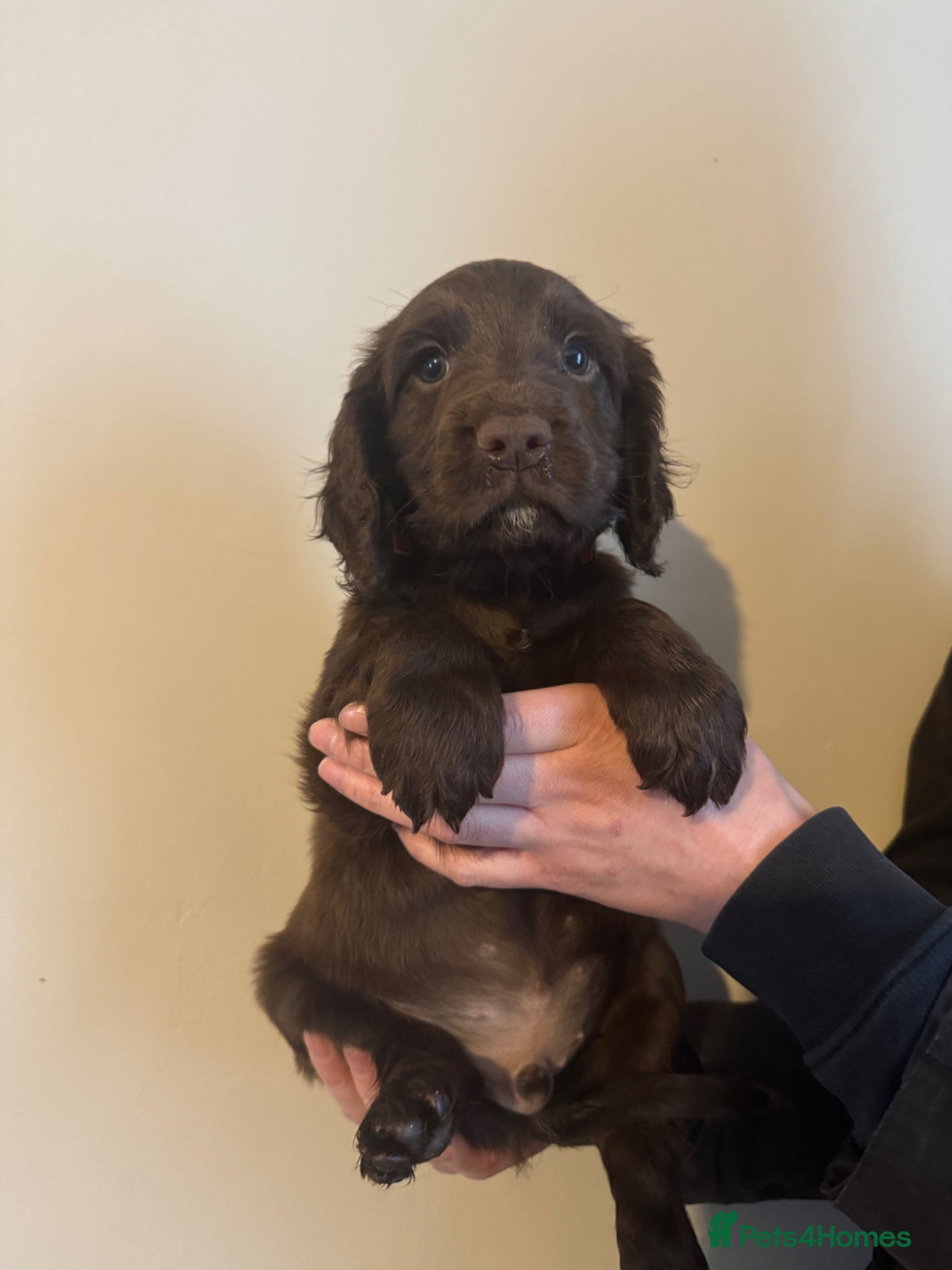 Cocker Spaniel dogs Ready to leave next weekend.. Last Chocolate Boy  - Advert 1