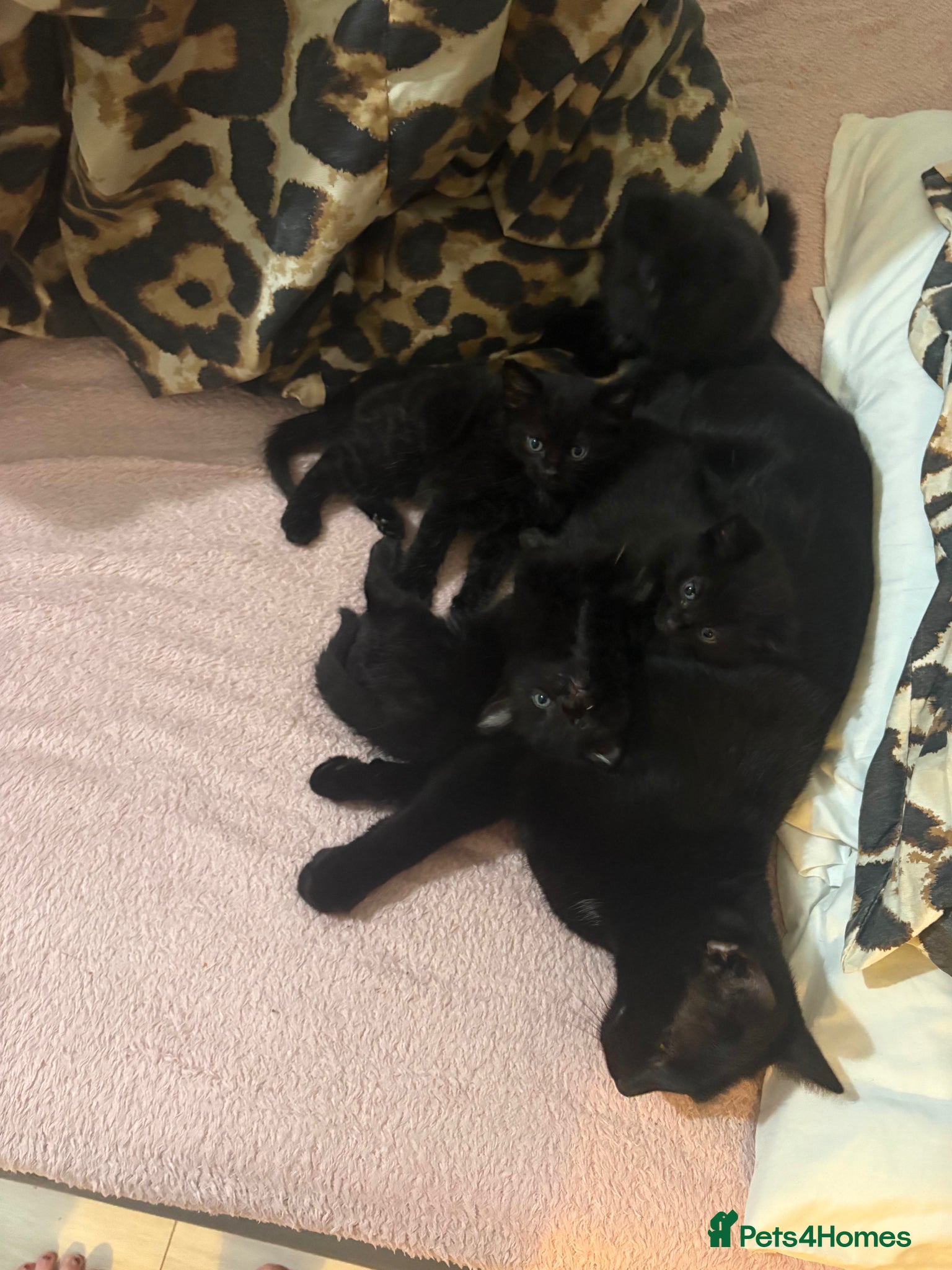 Domestic Shorthair cats 1x female 2x male black domestic shorthair  - Advert 9