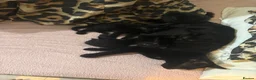 Domestic Shorthair cats for sale: 1x female 2x male black domestic shorthair  in Hull - Advert 1