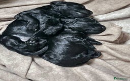 Toy Poodle dogs for sale: Champion bloodline toys - Image 1