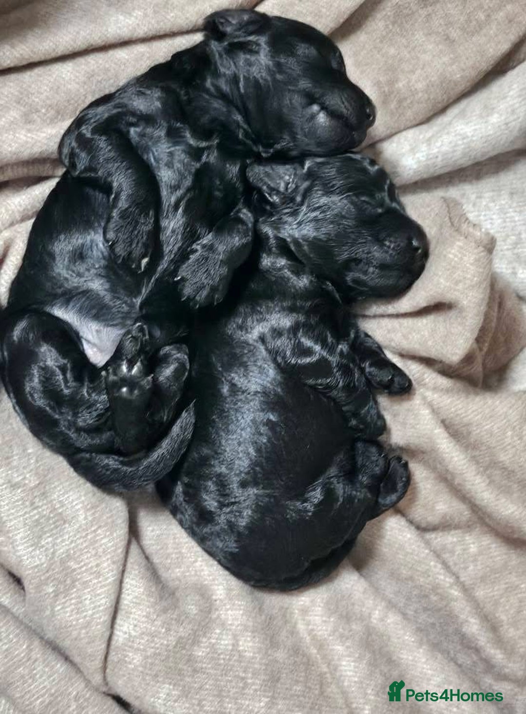 Toy Poodle dogs for sale: Champion bloodline toys - Image 1