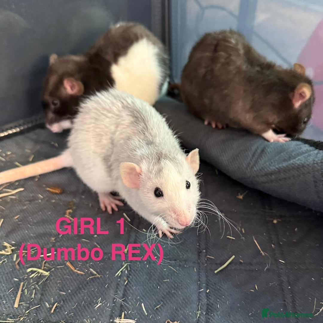 Rat rodents for sale: Baby Rats - Dumbo & Rex  - Image 3