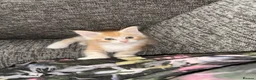 Maine Coon cats for sale: GCCF Maine Coone kittens, tested, vacc, vet check - Advert 17